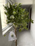 植男植女客厅大型香水柠檬树带花果绿植四季植物室内盆栽可食用源头直发 晒单实拍图