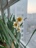 惜林园 正宗漳州水仙花 水培植物水养花卉 冬季室内盆栽球根 水仙种球球4粒 实拍图