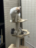 珑小宠猫爬架猫窝加粗大型猫树一体太空舱猫架子小户型不占地麻绳猫玩具 145cm 5层 【双太空仓多窝T4款】 实拍图