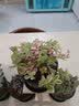两腿跑教师节多肉植物带盆办公室桌面盆栽组合绿植花卉幼儿园盆栽 3格花架（不含盆） 实拍图