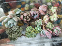 迎虞花苑 新手单品多肉植物 桃花源 单株 带塑料盆 实拍图