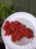 海龙王鱼饵鲜虾钓鱼饵料黑坑野钓打窝鲫鱼专用食红虫活饵虾滑一包搞定饵 鲜虾饵250g*2包【野钓通杀】 实拍图