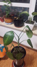 德沃多肥料噻虫嗪杀虫剂园艺防虫片植物花药蚜虫蚧壳虫白粉虱月季花卉百虫清 实拍图