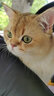 麦德氏益生菌 IN-Basic 汪喵乐益生菌 狗狗益生菌猫咪肠胃宝宠物 九合一益生菌 25g【犬猫通用】 实拍图