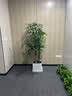 京东绿植步步高发财树大棵盆栽客厅室内大型绿植物绿植造型招财树源头直发 实拍图