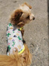 阿莫尔小狗狗猫咪衣服夏季薄款泰迪比熊博美背心宠物小型幼犬透气防掉毛 仙人掌（夏季） L 建议7-9斤 背长32cm 实拍图