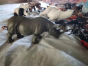 玛奇乐（MECHILE）仿真野生动物模型玩具套装长颈鹿斑马儿童早教认知六一儿童节礼物 动物18件套装（含收纳椅） 晒单实拍图