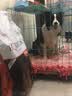 TOTAL EQUILIBRIO巴西淘淘狗粮 中大型犬成犬狗粮英派特鱼油美毛通用型 中大型犬 成犬粮10kg（牛肉味） 实拍图