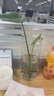 壹植龟背竹水培植物盆栽大号老桩室内客厅天堂鸟花瓶耐阴常青好养绿植 龟背竹35~40cm一棵【送营养液】 实拍图