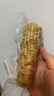 土地母亲计划 花糯玉米 西双版纳香糯甜玉米棒拇指玉米代餐轻食早餐粗粮现摘真 傣家小花糯净重3斤约6-9个 实拍图