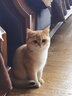 柒哦抱猫衣服撸猫围裙不粘毛撸猫神器防抓装猫围兜猫舍猫咖抱宠物衣服 撸猫围裙 【适合16斤内宠物】 实拍图