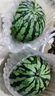 京营觅选麒麟西瓜 现摘新鲜美都西瓜【JD顺丰-送货上门】头茬冰糖西瓜 4个装【总重20-24斤】防摔包装 实拍图