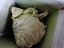 【顺丰】山东有机胶州大白菜 青岛三里河原产炖菜 新鲜当季蔬菜 2颗  8-10斤 实拍图