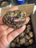 GANXIAN广西桂林荔浦新鲜马蹄【顺丰速运】农家现挖自种荸荠脆甜火锅材料 5斤 大果 实拍图