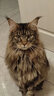 佳朔 纯血统大体缅因猫活体幼猫宠物猫大型缅因库恩猫温顺家养宠物猫 宠物级 【棕虎斑缅因】 实拍图