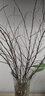 雪柳干枝水插花水培鲜花室内遇水开花客厅阳台观花绿植雪柳花鲜枝水养年宵花卉植物 雪柳10支60厘米高 含瓶【见详情首张图】 实拍图