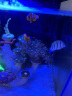 海享说智享智能鱼缸米家APP智控海洋生态小型水族箱珍珠白单缸一体缸 晒单实拍图