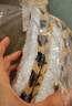 北鼻狗 狗垫子狗窝猫窝 宠物垫子小中大型犬窝垫 泰迪狗狗用品睡垫毛毯 星星黄M号54*45CM【适合10斤内】 实拍图