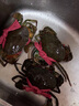 【活蟹】青蟹全母红膏蟹菜鲟蟹肉蟹螃蟹现捕现发鲜活红鲟蟹 2斤红膏蟹（3-4只） 1000g 实拍图