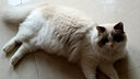 普安特宠物猫咪感冒药打喷嚏流鼻涕咳嗽猫鼻支盐酸多西环素弗诺多卡瓦宁 实拍图