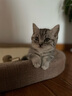 喵丽丝剑麻猫抓板猫窝一体耐磨不掉屑猫咪玩具猫爪板耐抓四季通用抓盆 加强型剑麻+剑麻垫【61cm】 实拍图