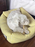 Lanswood 狗零食磨牙棒狗宠物狗狗玩具幼犬耐咬牛骨头泰迪比熊小型犬洁牙 牛棒骨小号二支装 送一只共三只 实拍图