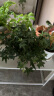 花翁 常春藤盆栽原盆装一盆 室内垂吊植物绿萝好养护绿植长青藤绿植 晒单实拍图