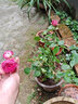 意轩【带花苞】欧月果汁阳台室内观花植物花卉盆栽四季开花月季 粉色多头【中苗】【带花苞】 实拍图
