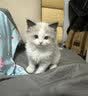欧卡曼布偶猫专用猫粮 幼猫小猫成猫成年全阶段全价营养10斤装 布偶猫幼猫专用5斤 实拍图