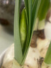 意轩水仙花 球 水培室内花卉进口水仙花绿植盆栽植物 洋水仙花卉 水仙大种球4个+陶瓷盆 晒单实拍图