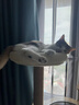 唐米吉吉剑麻猫爬架猫窝猫树一体圣诞水晶绒小户型猫架子磨爪猫玩具不占地 雪梦SD-1 自带剑麻猫抓板 实拍图