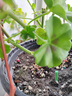 京东物流 植物营养棒绿植盆栽通用植物长效氮磷钾复合缓释肥料 植物缓释棒【5盒90支】 实拍图