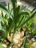 景曦漳州水仙花大种球正宗大花头 水培球根植物 精选大球4个 23-24cm(水仙特级精选) 实拍图