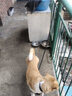 慧宠儿狗狗牵引绳背心式小型犬中型犬大型犬金毛泰迪小狗幼犬遛狗绳狗链 1.5米黑色（三件套） L码(约20-40斤） 实拍图