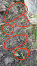 【带根土带花苞】重瓣太阳花苗宿根绿植花卉盆栽四季开花庭院阳台 【3-6个颜色】10棵苗 不含盆 实拍图