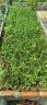 绿族 椰砖650g3块栽培基质椰糠砖无菌低盐种花种菜营养土砖种植土  实拍图