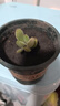 多肉植物组合盆栽小绿植花卉玉露大颗好养室内精品肉肉阳台喜光 熊童子3-4cm加盆土 实拍图