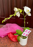 Only you【2小时达】白色蝴蝶兰带花苞花剑花盆真花盆兰花开业生日乔迁送 单株白色（瓷盆随机） 实拍图