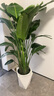 植男植女天堂鸟盆栽客厅室内大型绿植真花办公室大叶植物鹤望兰源头直发 实拍图