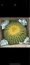 种花迷超大金琥仙人球10-42cm花卉盆栽绿植桌面盆栽阳台多肉规格齐全 直径30厘米 晒单实拍图