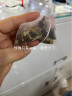 苹果玫瑰荷叶茶决明子桑葚茶花茶独立小包装女性男性养生茶饮 3袋【周期装共60小包】(仅需2盒价) 晒单实拍图