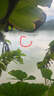光威（GW） 光威鱼竿碳素手杆火狐鲤溪流竿细身轻硬鲤鱼鲫鱼杆短节便携手竿 一代3.6米+竿稍前三节+线组 实拍图