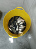 龙王恨狂澜钓箱29L多功能四脚升降轻量化台钓箱带配件免安装竞技钓鱼箱 29L 靠背款*含免安装三件套+饵盘+伞架 实拍图