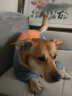 SLPC狗狗衣服冬天保暖加厚四脚棉衣中大型犬拉布拉多萨摩金毛宠物服饰 雾霾蓝 24号（适合约36到50斤） 晒单实拍图