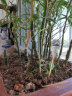 御春阁40颗装阳台盆栽竹子 观赏竹 小竹苗 米竹摆放绿植盆栽花卉 不含盆 一盆米竹20颗左右高度30-40厘米 实拍图