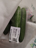 【产地直采】水果黄瓜 约400g 实拍图
