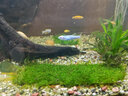 疯狂水草（FKSC）莫斯水草活体植物鱼缸造景底部前景套餐懒人阴性莫斯树沉木水榕 三角垂泪莫斯组合 实拍图