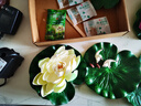 石光小站吸水石苔藓粉微景观假山盆景上水石植物铺面鲜活青苔孢子粉 微星星苔藓孢子粉20g 实拍图