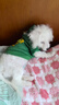 憨憨宠 狗狗衣服 猫衣服宠物衣服变身装猫咪衣服中小型犬幼犬秋冬服装 小恐龙款 S号建议体重2-4斤 实拍图