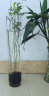 FEIJINLI落地客厅摆件插花干花北欧玻璃花瓶透明直筒水培富贵竹水养瓶 口10CM高50CM 晒单实拍图